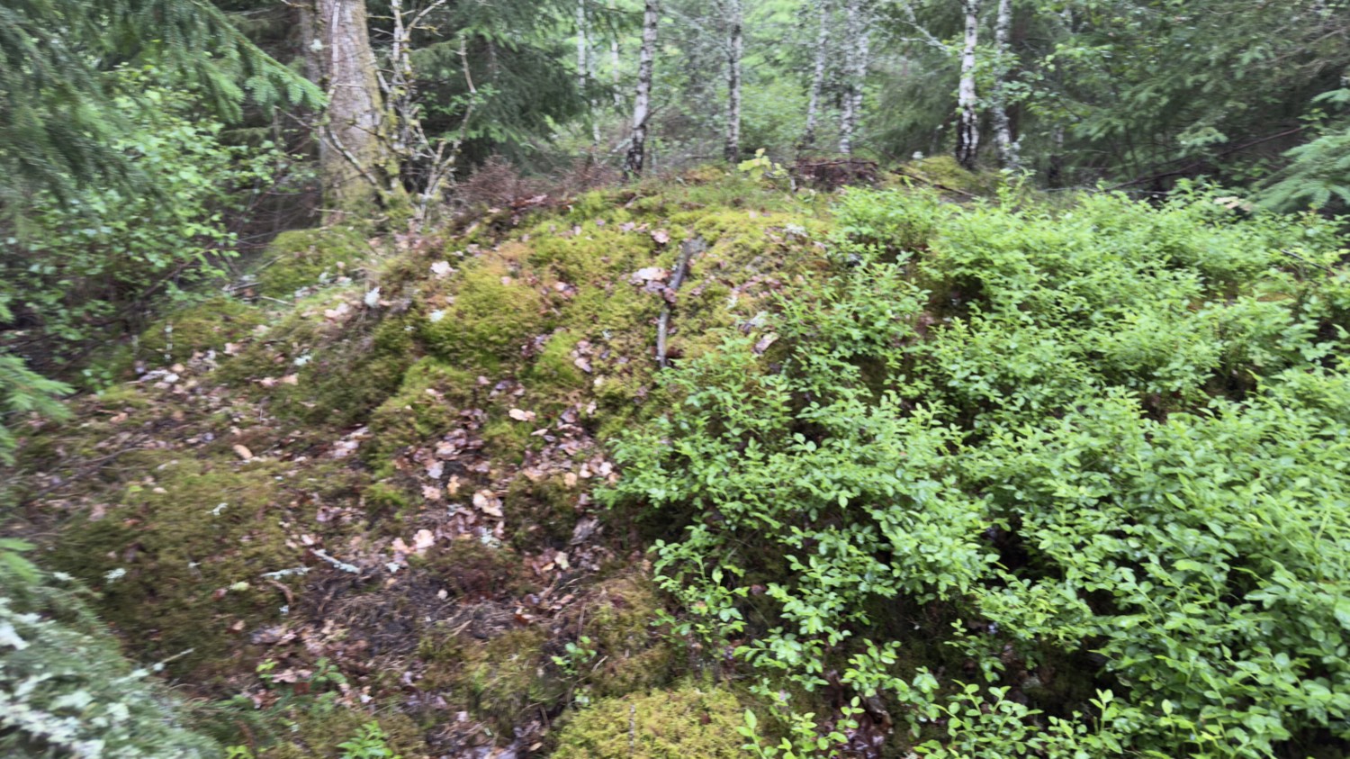 Moss-covered burial mound among spruce and birch near Osby