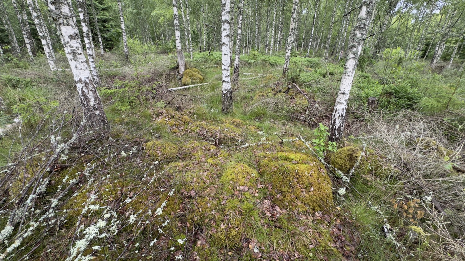 Birch forest with mossy ground structures of the house foundations near Osby
