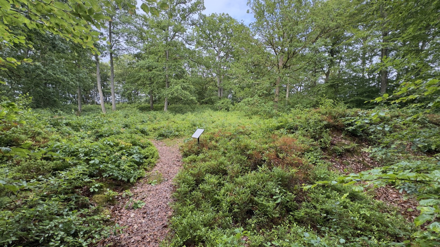 Path with an information board through the Osby skansar nature reserve
