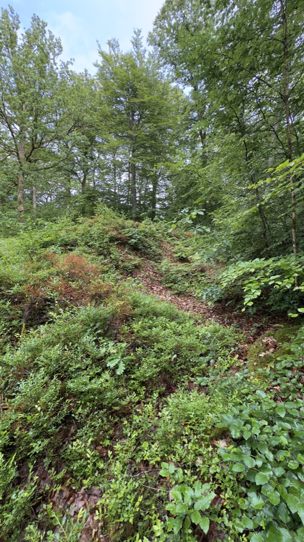 Overgrown rampart of Sibbarps skans in the woods near Osby