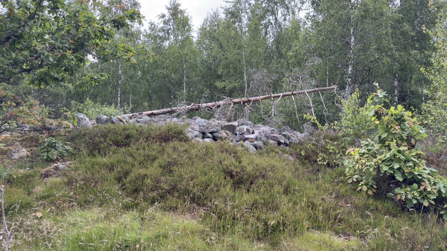 The Snoggerör cairn from the side, overgrown with heather