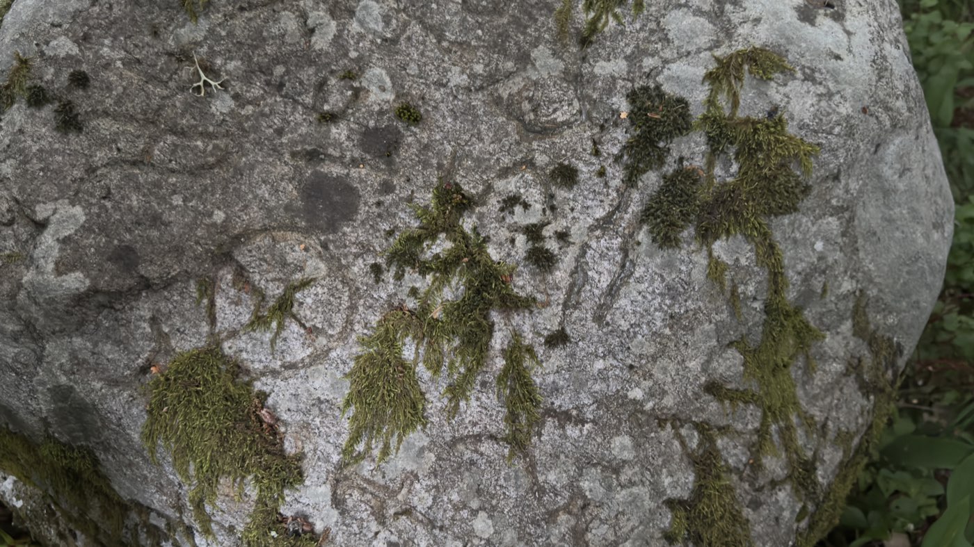 Large boulder with faintly visible carved lines, moss growing in the grooves