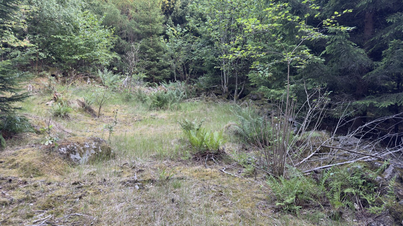 Overgrown clearing in spruce forest with stones in the grass — the remains of the croft Smedlycke