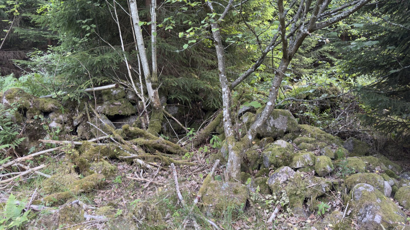 Moss-covered heaps of stone and wall remains under spruce trees at the croft Smedlycke